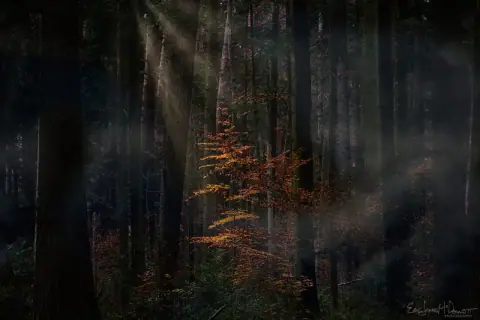 Black Forest, Germany