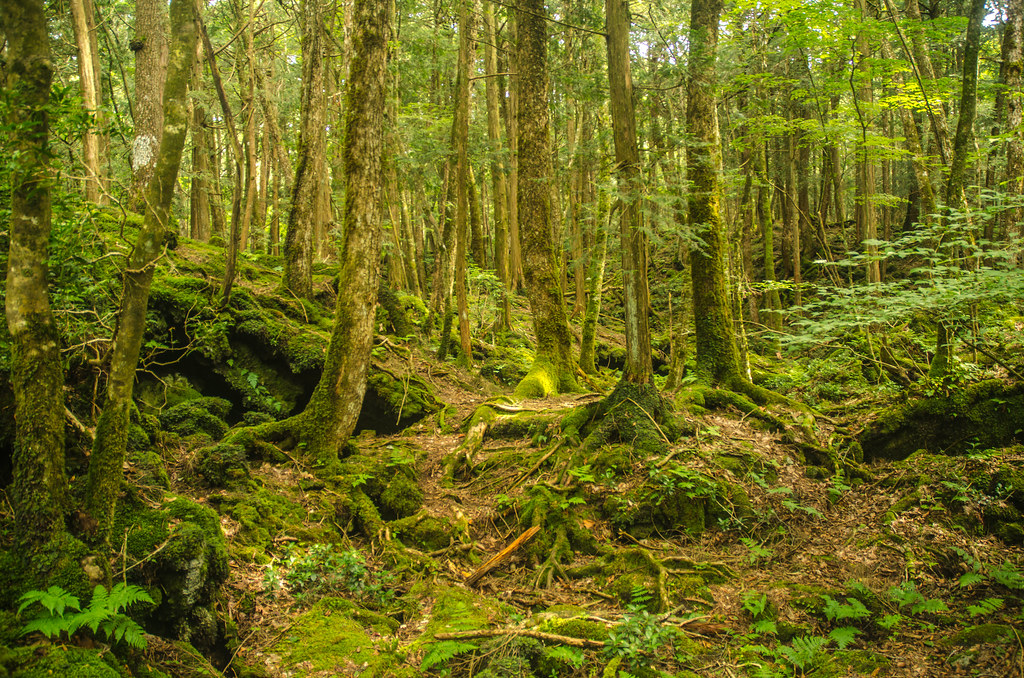 Aokigahara Forest, Japan