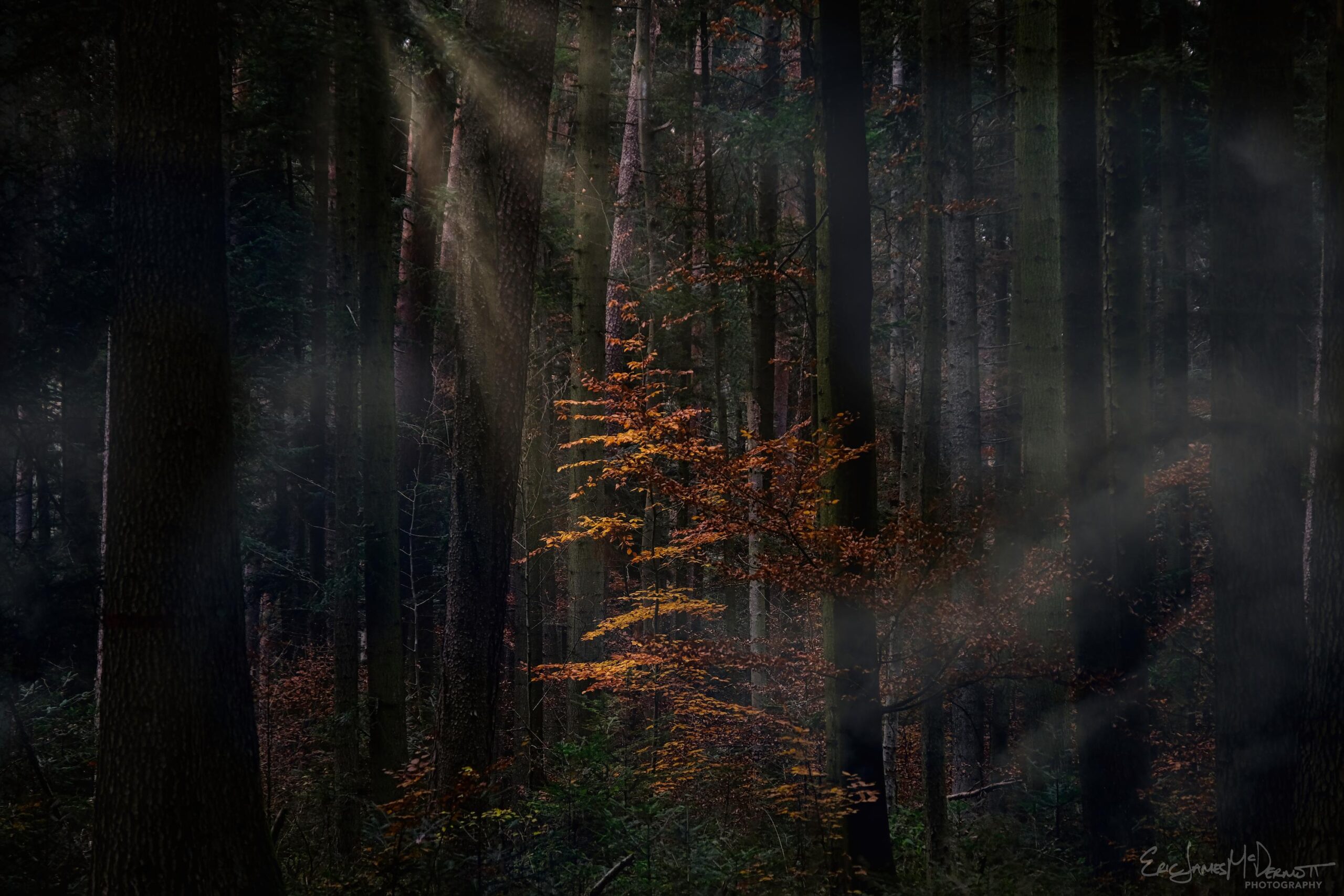 Black Forest, Germany