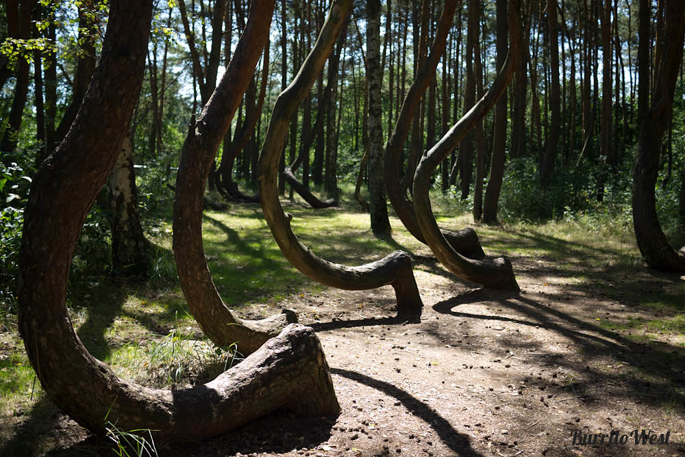 Crooked Forest, Poland