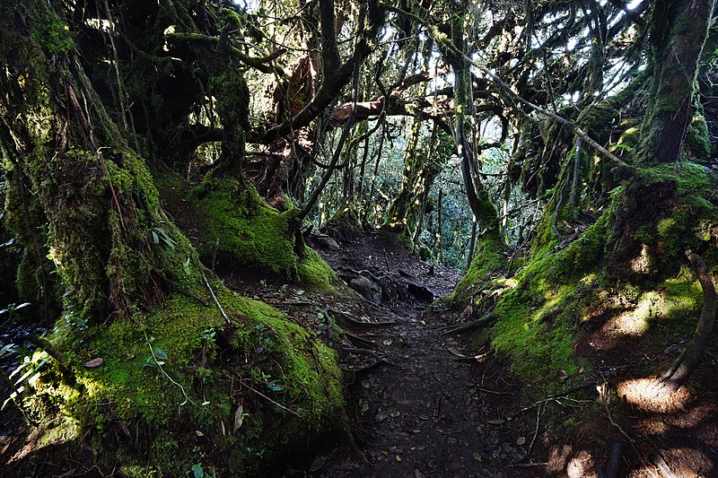 Mossy Forest in Cameron Highland